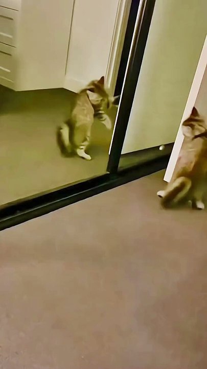 My dear friend animal #beautifulcat#noughtycat#funnyatcion