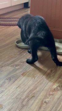 8-Week-Old German Shepherd Spills Pail of Water While Playing With it