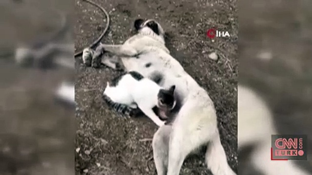 Video Haber | Yürek ısıtan görüntü: Böyle süt annelik görülmedi!