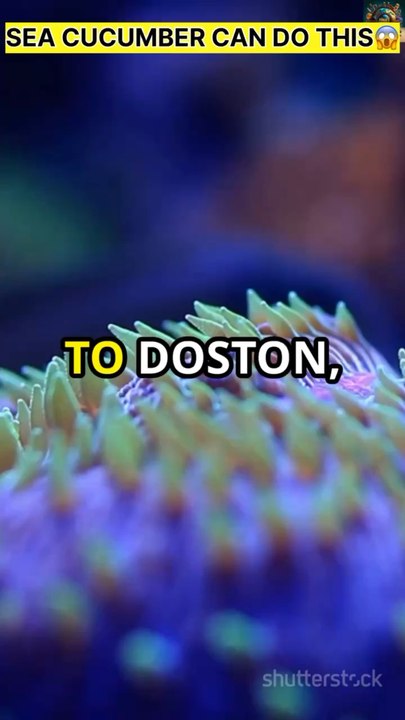 Did you know? Sea cucumber can do this