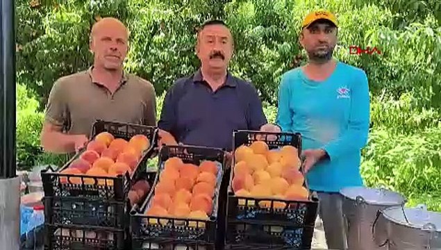 BURSA AB’den coğrafi işaret tescili alan Bursa şeftalisinde hasat başladı