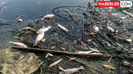 İzmir'deki Gölcük Gölü'nde Balık Ölümleri Araştırılıyor