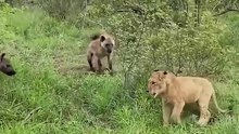 1lion vs Hyena, wildlife photographer #animal #wildlife