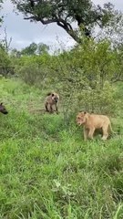 1lion vs Hyena, wildlife photographer #animal #wildlife