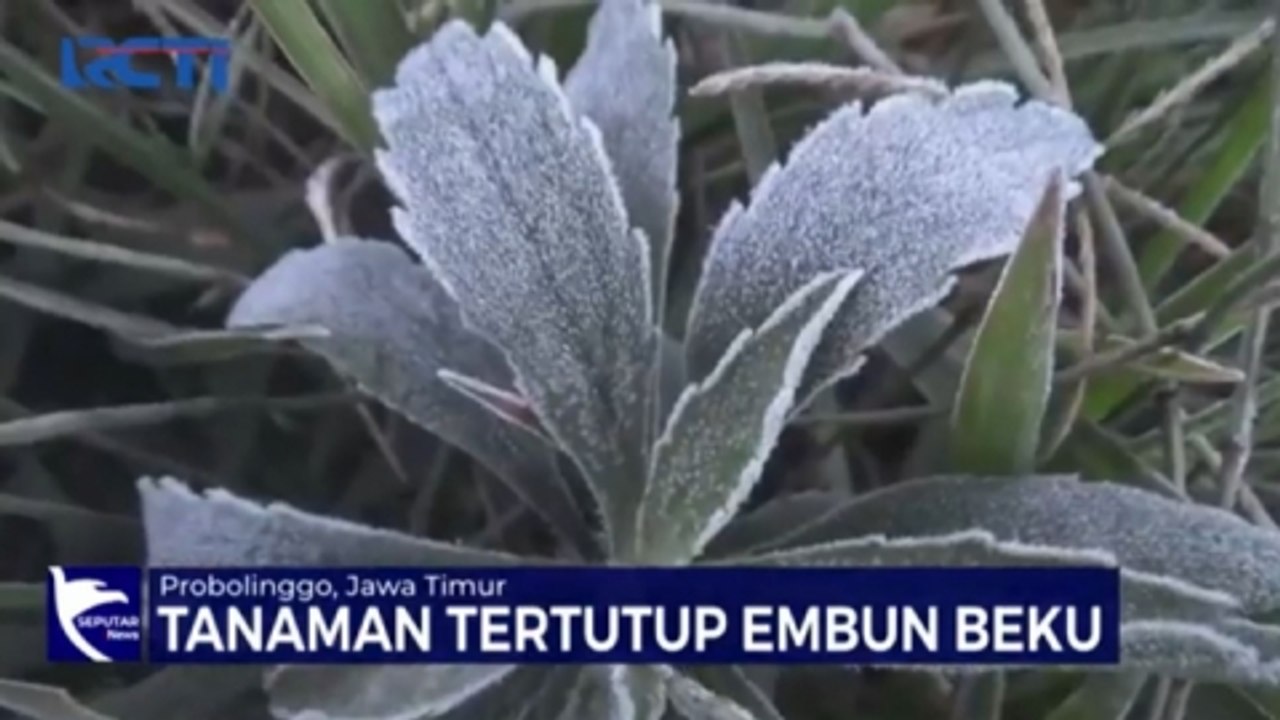 Fenomena Embun Es di Gunung Bromo, Rasakan Sensasi Dinginnya 'Salju Van Java'