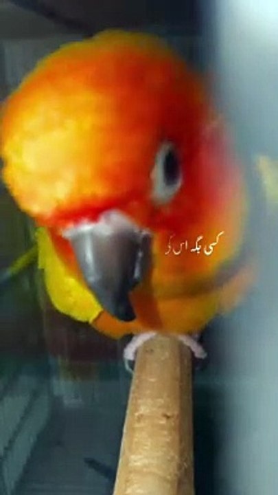 Birds 25.7.24