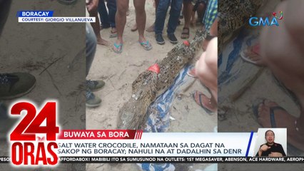 Salt water crocodile, namataan sa dagat na sakop ng Boracay; nahuli na at dadalhin sa DENR | 24 Oras