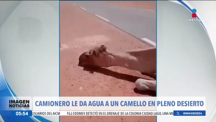 Camionero le da agua a un camello en pleno desierto