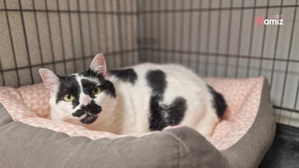 Cette chatte a été abandonnée au refuge pour une raison qui fait dresser les cheveux sur la tête