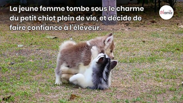 Elle achète un chiot Husky et l’emmène chez le vétérinaire : la triste vérité explose