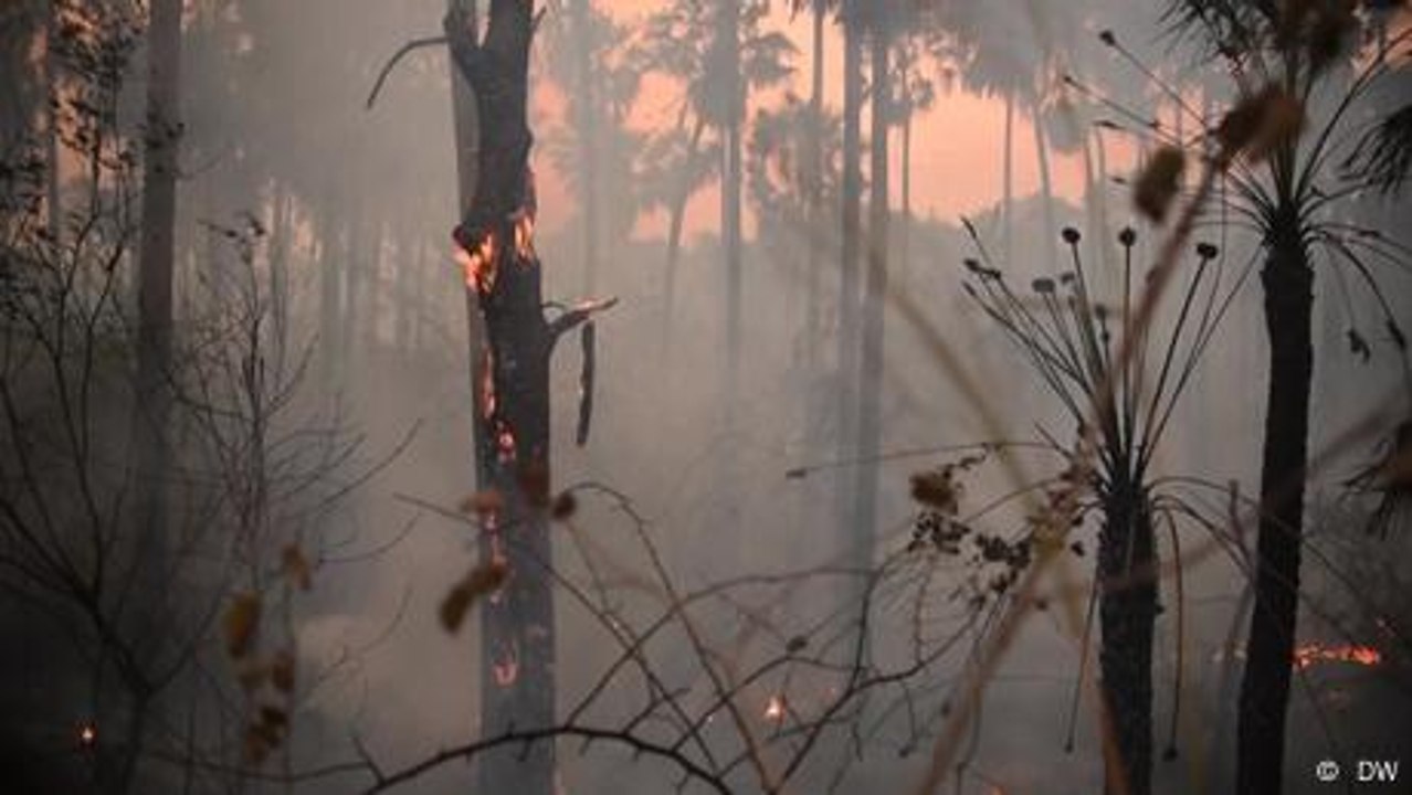 Dürre und Feuer zerstören das Feuchtgebiet Pantanal