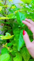 My beautiful jasmine plant