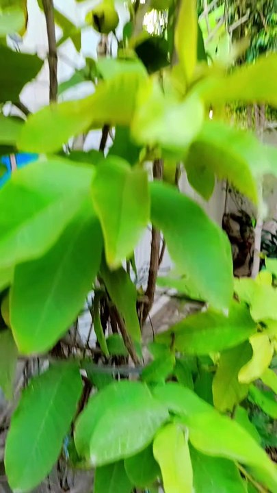 My beautiful Gava tree