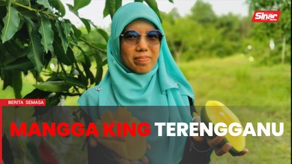 Descargar video: Mangga King Terengganu setanding Harum Manis Perlis