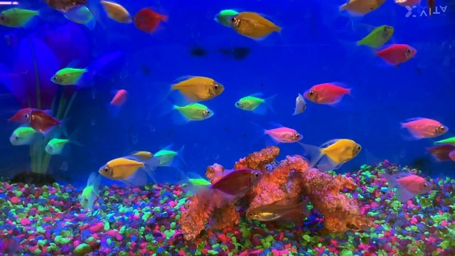 VIDEO_2bc62cc1-0049-47ea-9597-40c911ba41b4