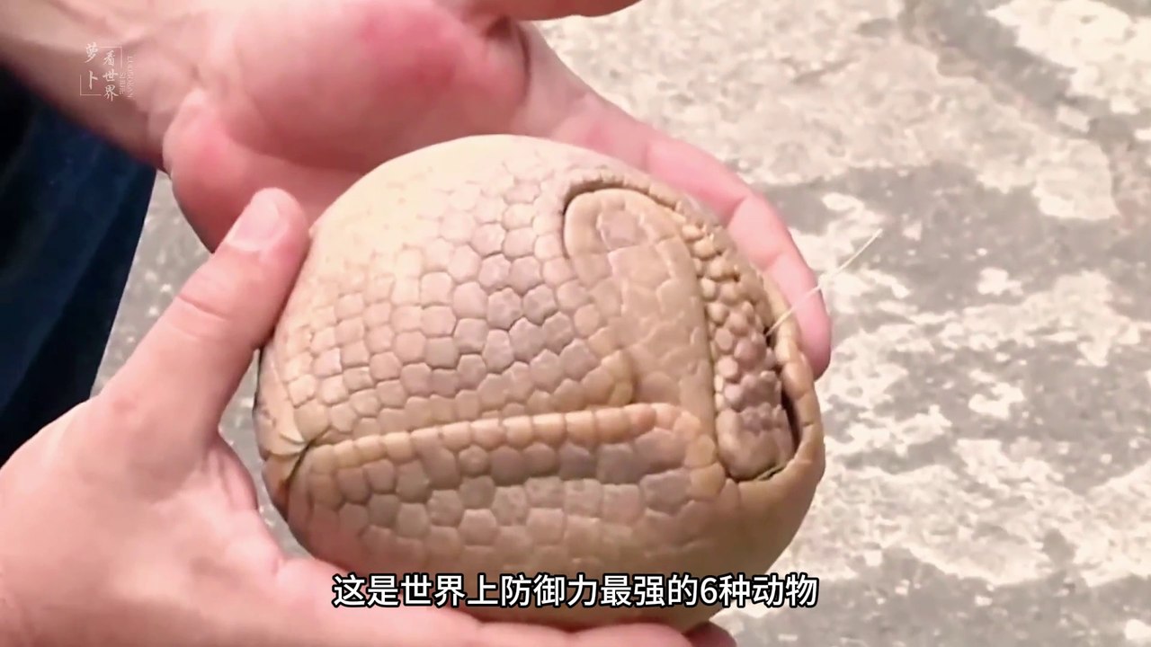 The 6 animals with the strongest defense in the world are not only invulnerable to swords and guns, but can also rebound bullets!