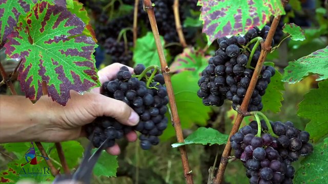 Altaïr Conférences - Un an à Paris Bande-annonce VF