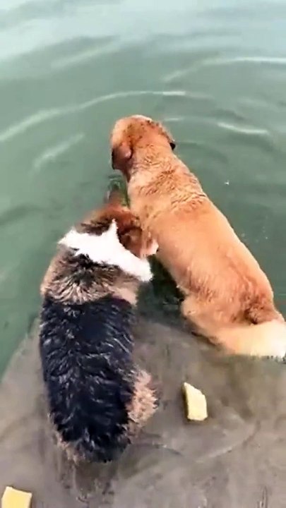 Ce chien s'entraîne à retenir son souffle pour les JO