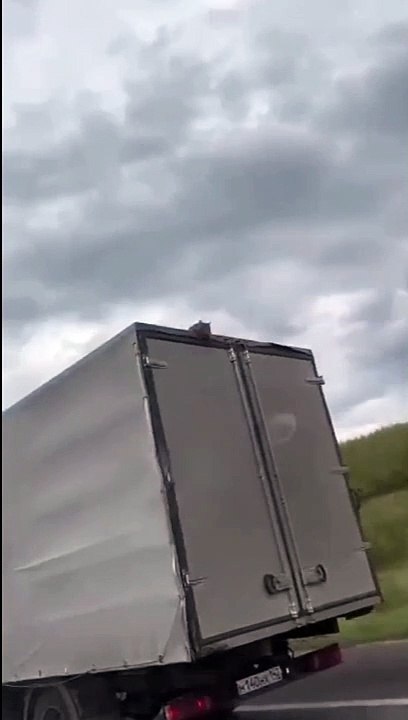 Ce chat a trouvé un moyen rapide et aéré pour voyager