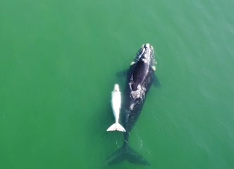 Registro raro flagra filhote de baleia semialbino em Florianópolis