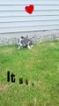 Get a dog though. Seriously ❤️❤️  shorts  meme  funny