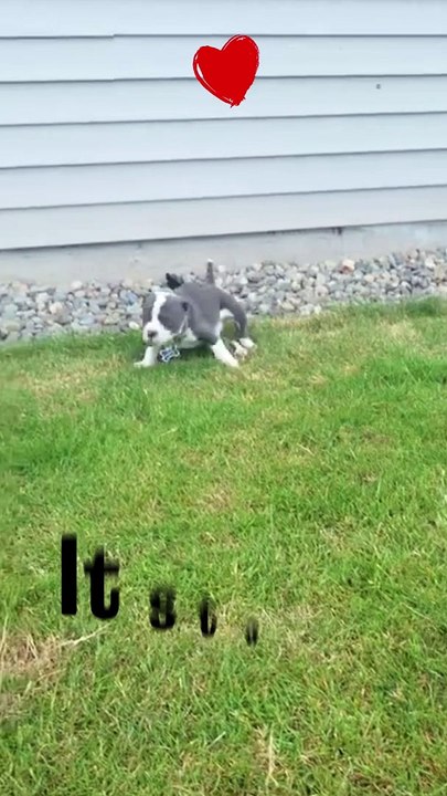 Get a dog though. Seriously ❤️❤️ #shorts #meme #funny