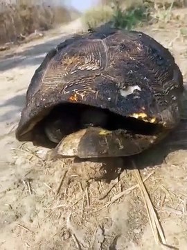 Animales afectados por incendio en Roboré