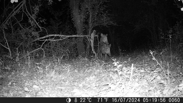 Deux sangliers ( Bête rousse ) de 6 à 12 mois accouplement.