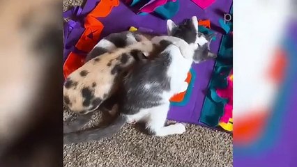 Most Viral Cats of the Internet _ FUNNIEST videos