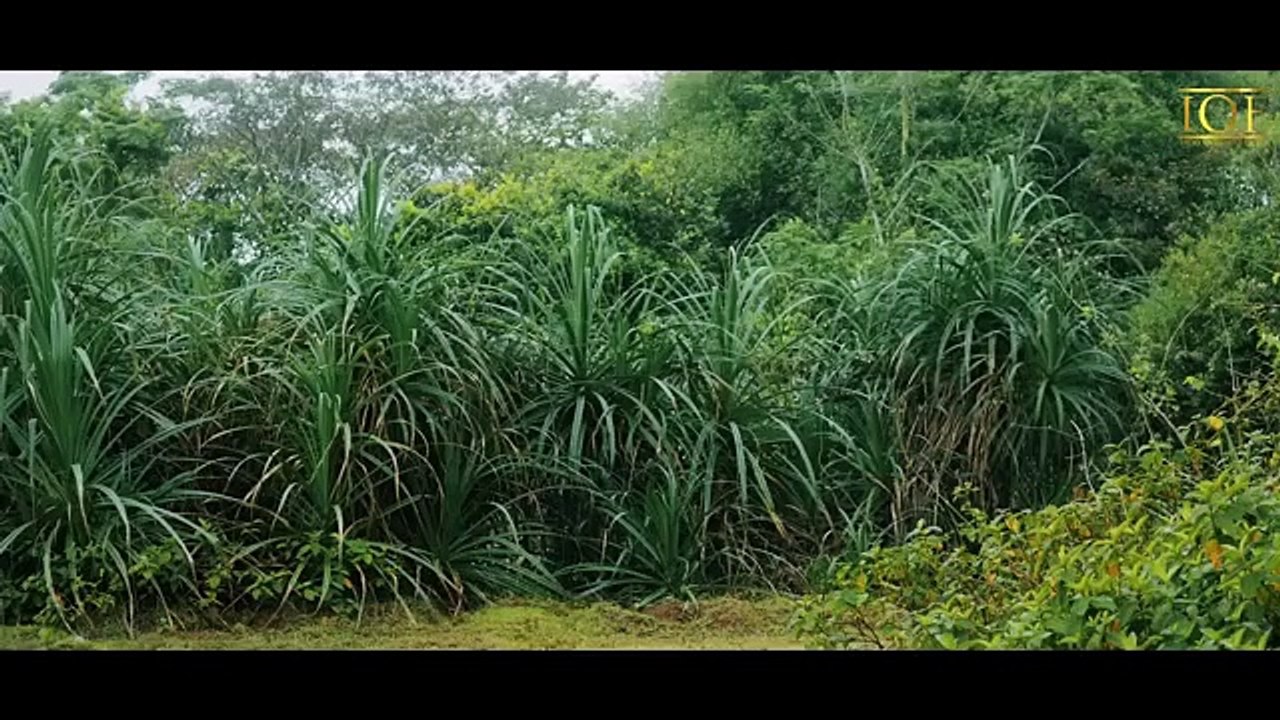 Land Shark | Horror & Thriller | Hindi Dubbed | Full Movie