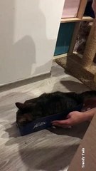 Funny Automatic Cat Car