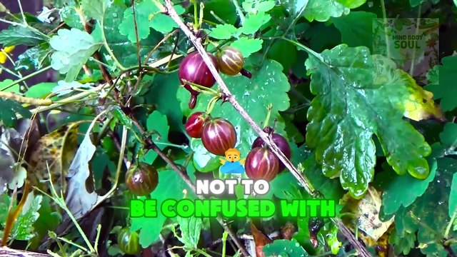 Health Benefits of Cape Gooseberry: 10 Reasons It's a Must-Have in Your Diet!