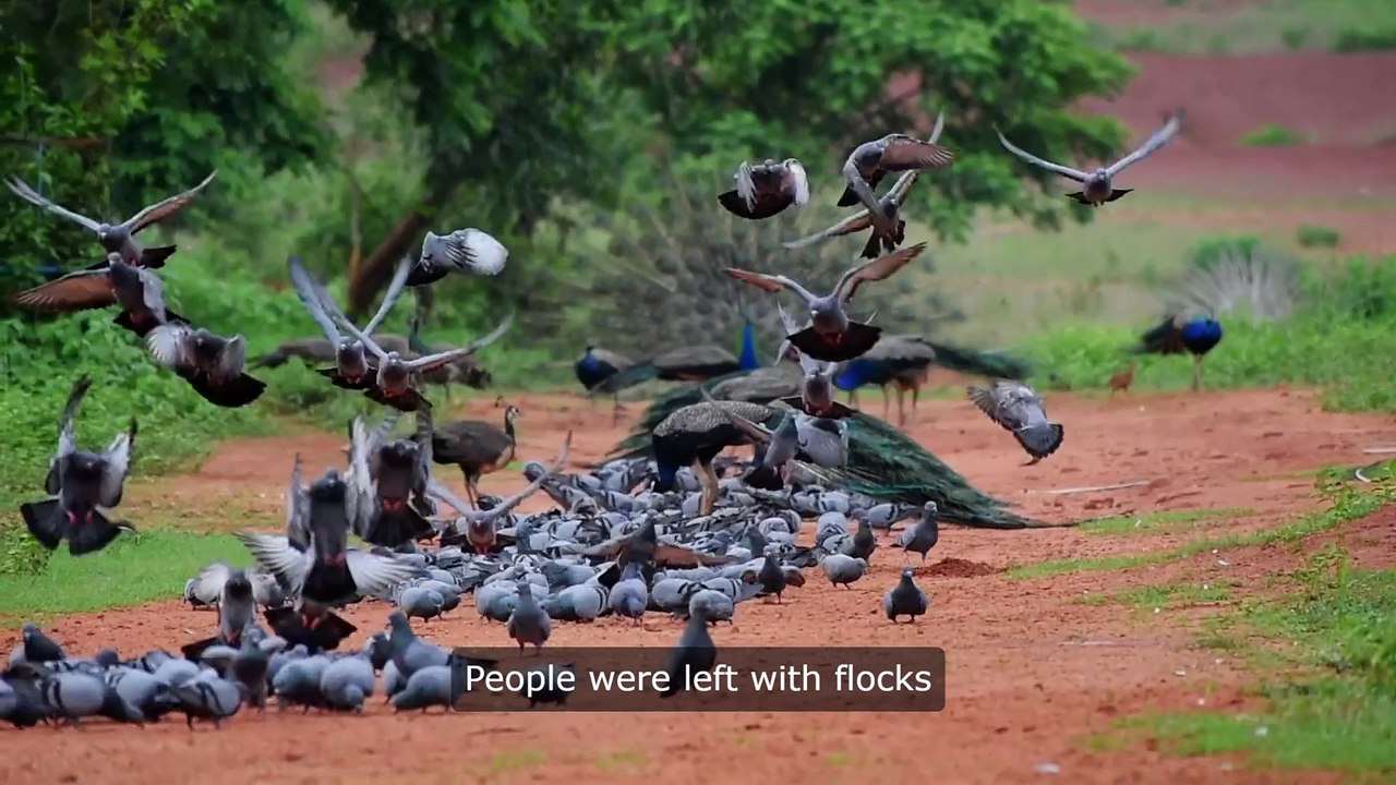 Three Million Years Of Evil: Emus Make Lousy Housepets