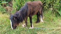 Neglected pony found ‘crawling with maggots’