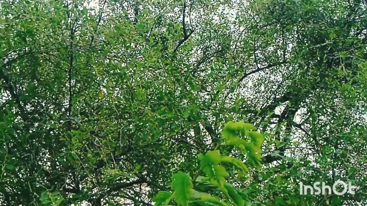 Gaon ki life | Pind ki zindgi |Animal l birds voice