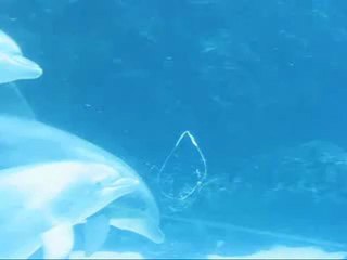 Un dauhin joue avec des bulles d'air