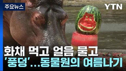 화채 먹고 얼음 물고 풀장에 '풍덩'...동물원의 여름나기 / YTN