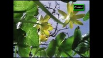 La vida privada de las Plantas: Viajes - Documental (1995) Español Latino