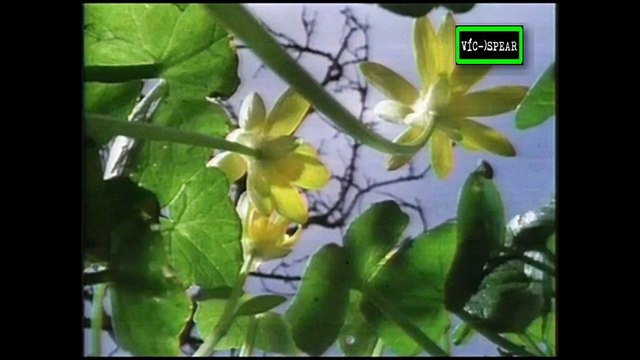 La vida privada de las Plantas: Viajes - Documental (1995) Español Latino - Episodio 1