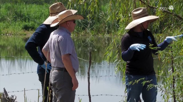 Pese a tener jurisdicción, Sader se deslinda de miles de peces muertos en el Santiago