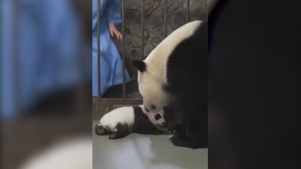 El momento más emocionante de un panda cuando le devuelven a su hija