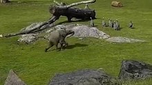 Cute Baby Elephant Trips While Playing With Birds #funnyanimals #animalslovers #wildlife