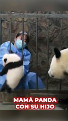 El momento más emocionante de un panda cuando le devuelven a su hija