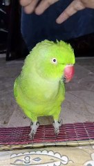 Talking practice to Mithu