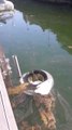 Cette poubelle flottante appelée Seabin capte les déchets plastiques présent dans les ports#innovation #invention #marine #ocean #lesaviezvous #explore #fr #pourtoi #video #videoviral #tiktok