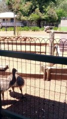 Bal To Don Vil Twenty Seven