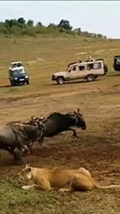 Lion vs Lioness Hunting