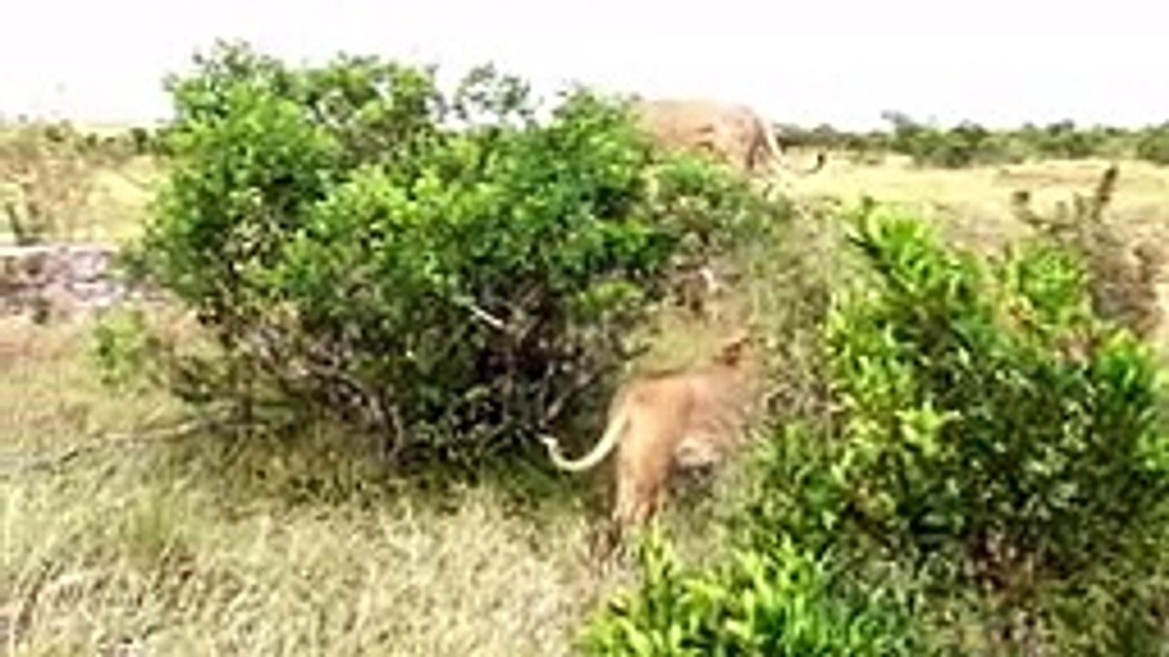Two Lions Fight to See Who s King!