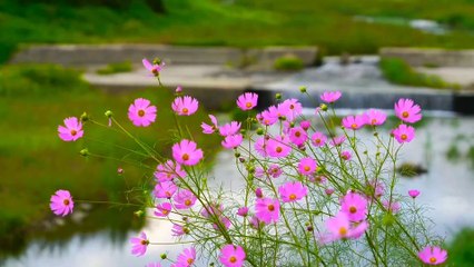 Âm nhạc thư giãn trị liệu với cảnh đẹp nhân gian - Sắc đẹp mê luyến của Hoa dại