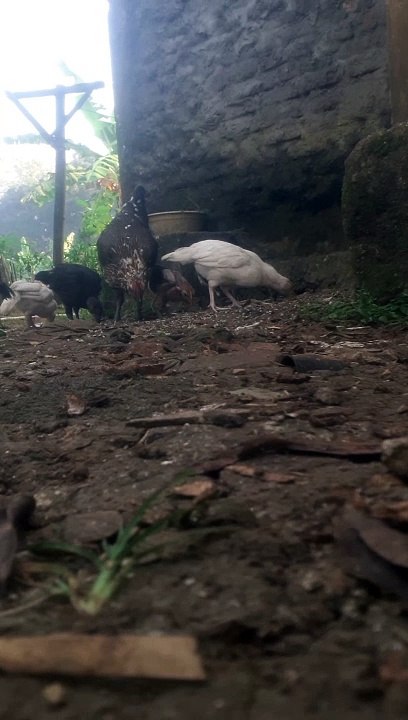 ayam kampung